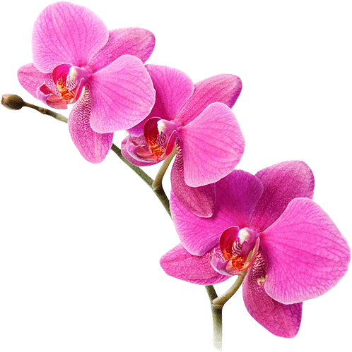 orquídea