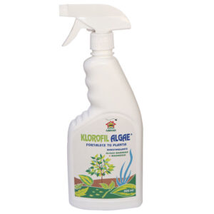 Klorofil-Algae-Garden-CBI-GARDEN