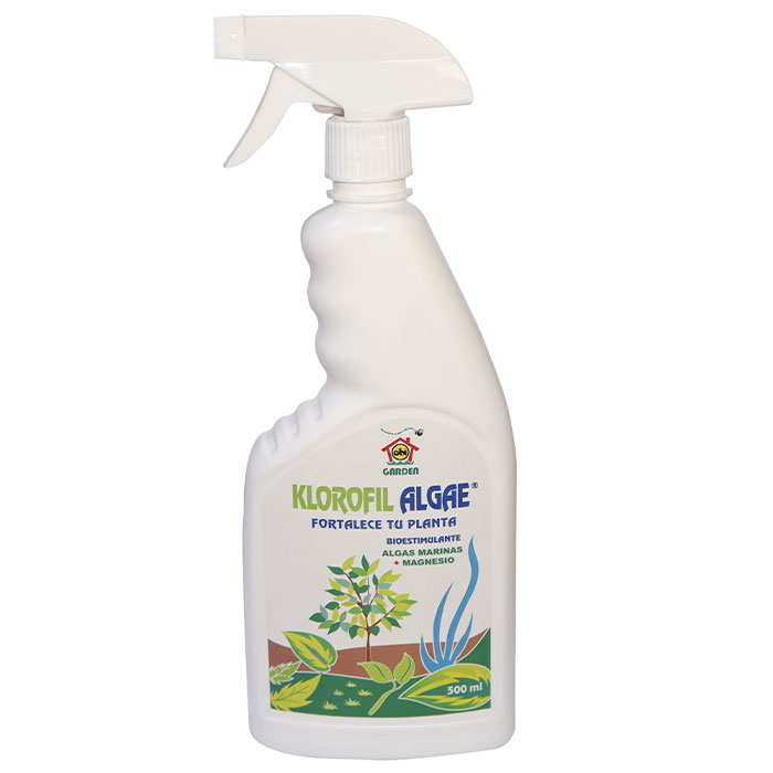Klorofil-Algae-Garden-CBI-GARDEN